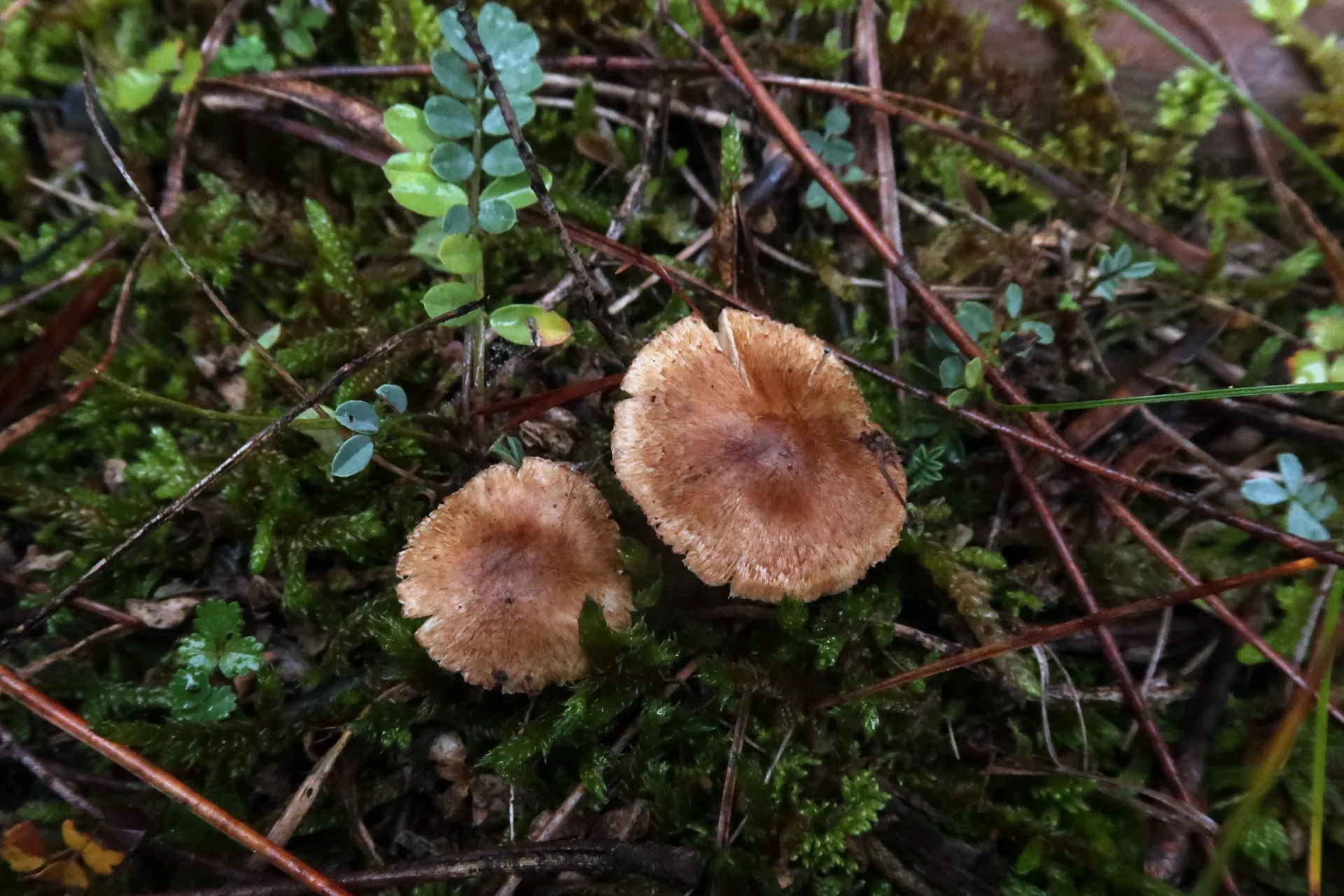 Inocybe melanopus - 1 - IMG_8049